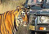 India Tiger Safari and Royal Cities