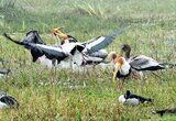 Bharatpur