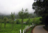 Ooty