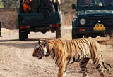 Ranthambore Tiger Safari